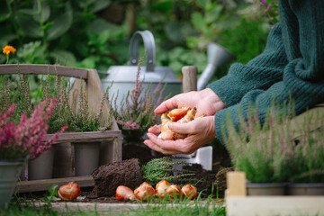 Person planting flower bulbs in the garden