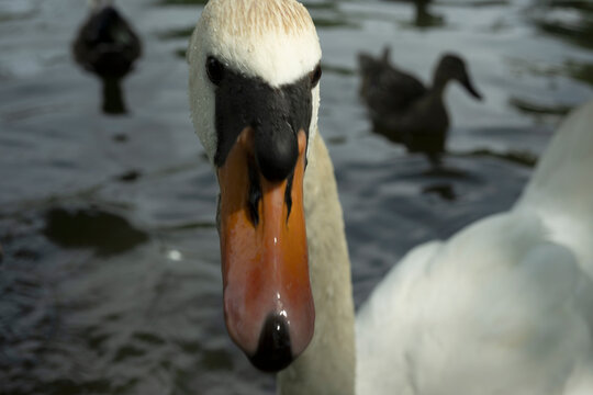 schwarn vogel see