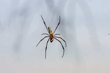 Trichonephila clavata on a spider web in the Phuket jungle