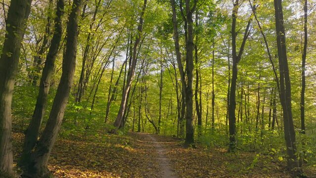 Sunny magical forest rays morning park autumn summer