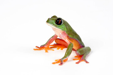 Golden-eyed Tree Frog, Blue-sided leaf frog // Rotaugenlaubfrosch, Orangeaugen-Laubfrosch (Agalychnis annae) - Costa Rica