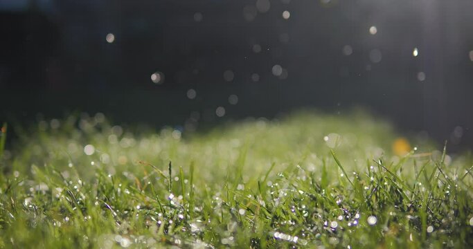 Beautiful green grass with morning dew and sun rays. In the background, dew drips from a tree.