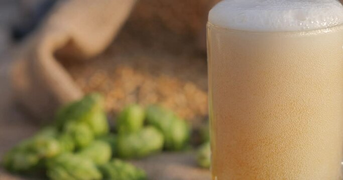 Beer is poured into a glass. Hop cones and barley grains for the production of fresh draft beer.