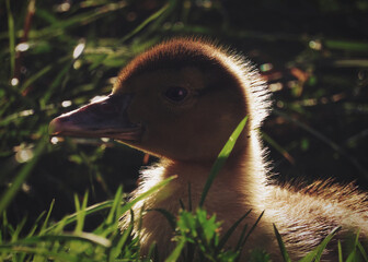 Młoda kaczka domowa  © Joanna