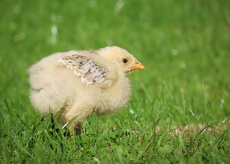 Kurczak w trawie © Joanna