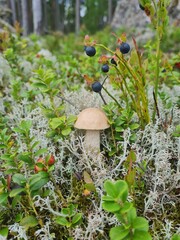 Grzyb w towarzystwie jagód i porostów © Joanna