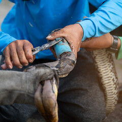snake in the hand,handheld close up saves snake boa caught in animal trap(PVC) snake in the hand...