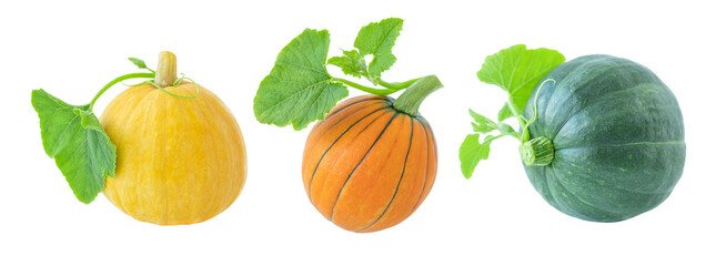 Set of autumn isolated pumpkins. Harvest and Thanksgiving concept.
