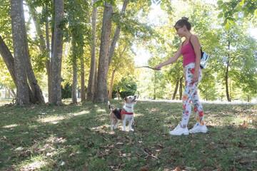 Fototapeta premium A young woman playing with her terrier pet dog in a park with a wooden stick