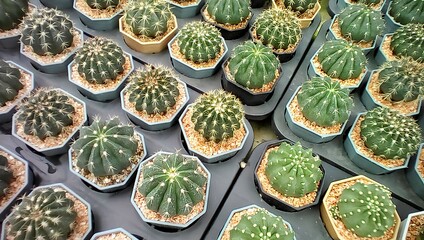close up of cactus