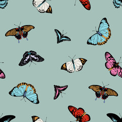Butterfly  vector colorfull seamless pattern