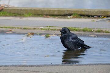 Jeune corbeau dans l'eau 