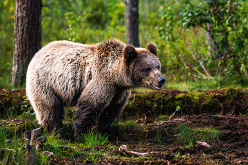 brown bear in the forest