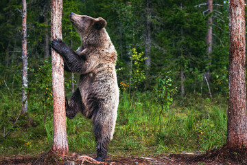 bear on the tree