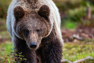 brown bear in the forest