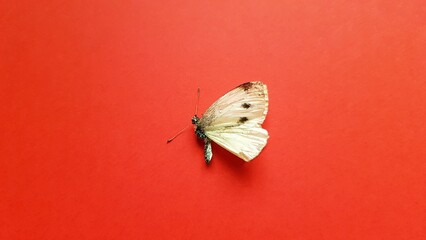 Dry white spotted butterfly on the red table
