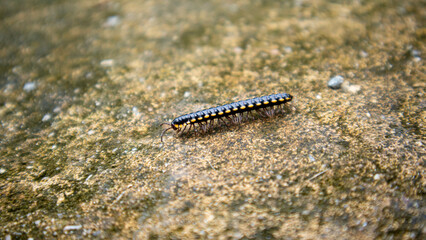 The centipede is walking on the ground. The cement floor is still damp. small reptile They are the...