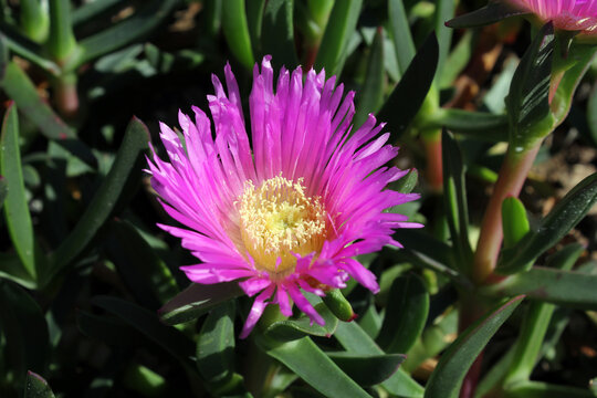 Close up of a pink pigface flower on a carpobrotus glaucescens plant on a beach