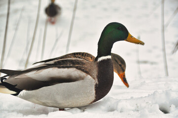 A small flock of mallard ducks wades and walks through snowdrifts in winter a group of birds
