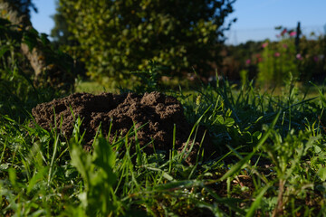 Fototapeta na wymiar molehill between grass in the garden