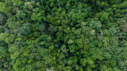 Aerial top view forest green tree, Rainforest ecosystem and healthy environment background, Texture of green tree forest, forest view from above.