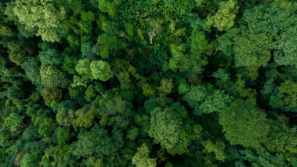 Aerial top view forest green tree, Rainforest ecosystem and healthy environment background, Texture...
