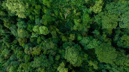 Foto op Aluminium Aerial top view forest green tree, Rainforest ecosystem and healthy environment background, Texture of green tree forest, forest view from above. © Kalyakan