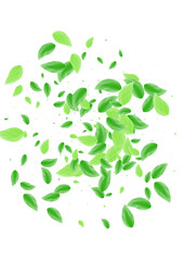 Green Leaves Background White Vector. Plant Vitality Frame. Template Card. Greenish Woods Design. Greenery Delicate.