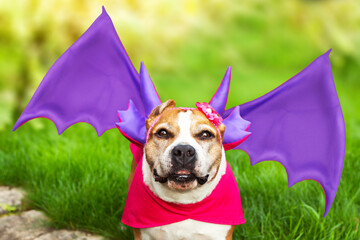 Portrait of an American pit bull terrier dressed in a dragon costume with horns and wings. Dragon...