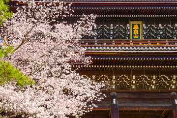 Naklejka premium Kyoto, Japan - March 28 2023: Beautiful full bloom Cherry Blossom - Sakura in scenic spring time at Chion-in temple