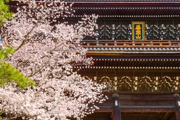 Poster Kyoto, Japan - March 28 2023: Beautiful full bloom Cherry Blossom - Sakura in scenic spring time at Chion-in temple © coward_lion