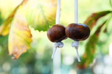 Conkers game. Conker threaded onto a piece of string striking each other until one of them breaks....