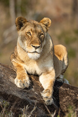 Alert lioness on rock