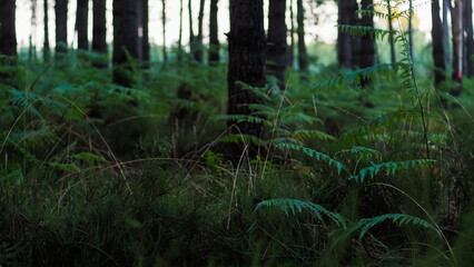 Vue rapprochée de feuilles de fougère sauvages, d'un vert intense, pendant le crépuscule