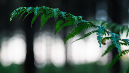 Vue rapprochée de feuilles de fougère sauvages, d'un vert intense, pendant le crépuscule