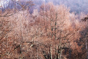 Autumn scene, leafless treetop, denudate trees