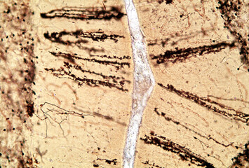Cerebellar cortex. Bergmann glia