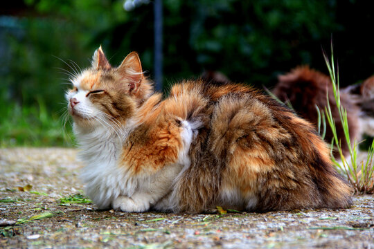 Photo of a tricolor fluffy cat resting in the sun with its eyes closed on a blurred background