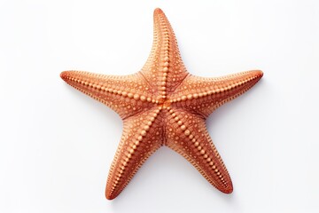  Starfish isolated on white background