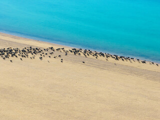 Aerial view of sheep pasture in Tibet,China