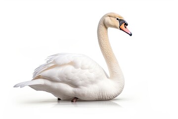 Fototapeta premium Swan isolated on white background