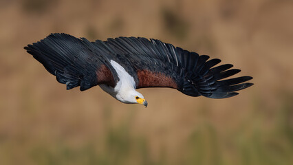 African fish eagle