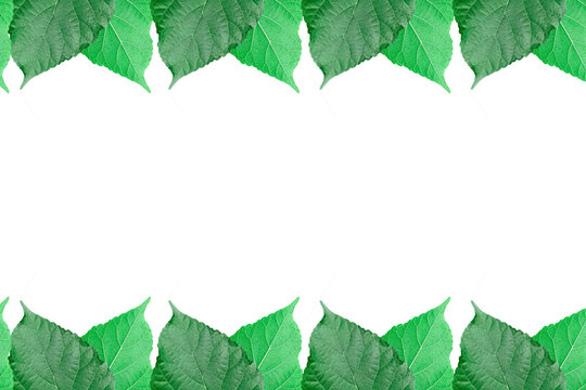 Mulberry leaves arranged into picture frames, Mulberry leaf frame / frame, leaf frame, leaf picture, bright green, natural leaf color, transparent background png file