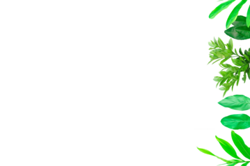 Leaf lemon frame arranged into picture frames, frame Leaf lemon, leaf frame, leaf picture, bright green, natural leaf color, transparent background png file