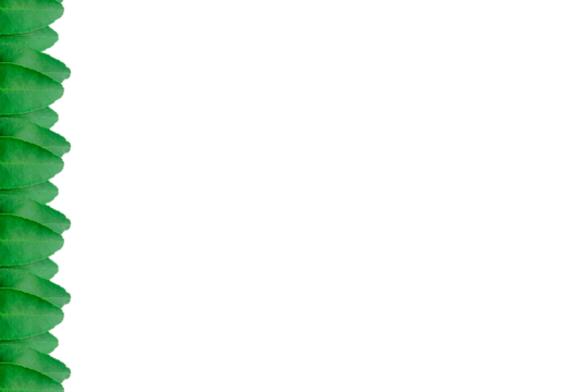 Leaf lemon frame arranged into picture frames, frame Leaf lemon, leaf frame, leaf picture, bright green, natural leaf color, transparent background png file