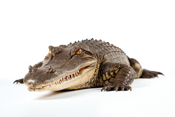 Fototapeta premium Crocodile isolated on white background