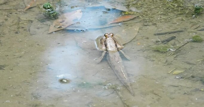 The Giant Mudskipper (Periophthalmodon schlosseri) is one of the largest species of mudskippers, a group of amphibious fish known for their ability to live both in water and on land. 