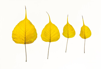 Loose yellow color Peepal leaves placed in a row. Natural leaves on a white background shot from...