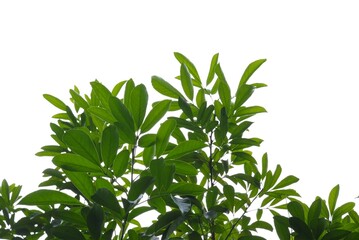 A tropical tree with leaves branches on white isolated background for green foliage backdrop 