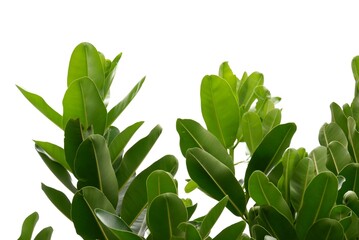 A tropical tree with leaves branches on white isolated background for green foliage backdrop 